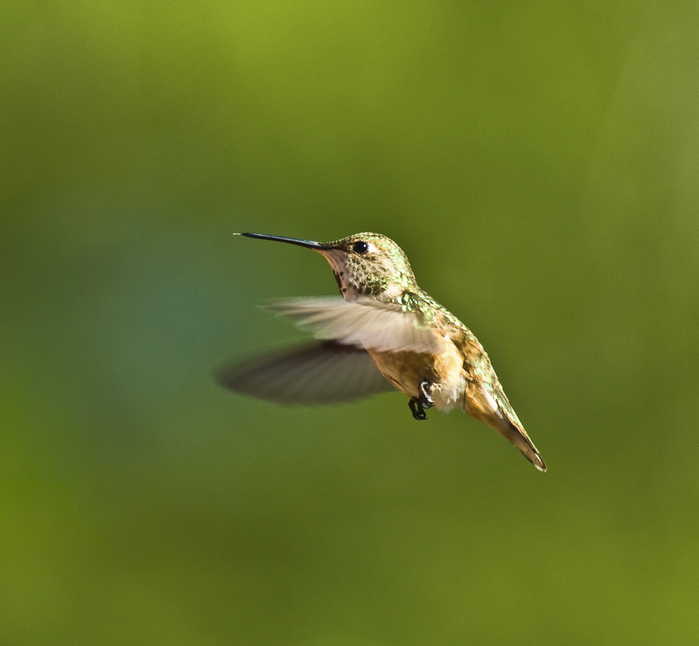Fewmale Anna's Hummingbird in flight