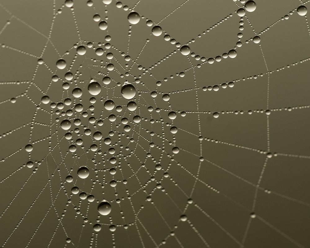 Dew drops on a spider web