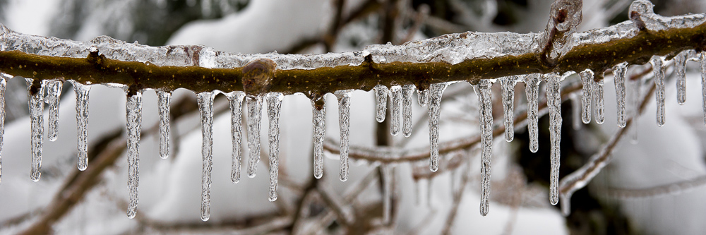 Ice on twig