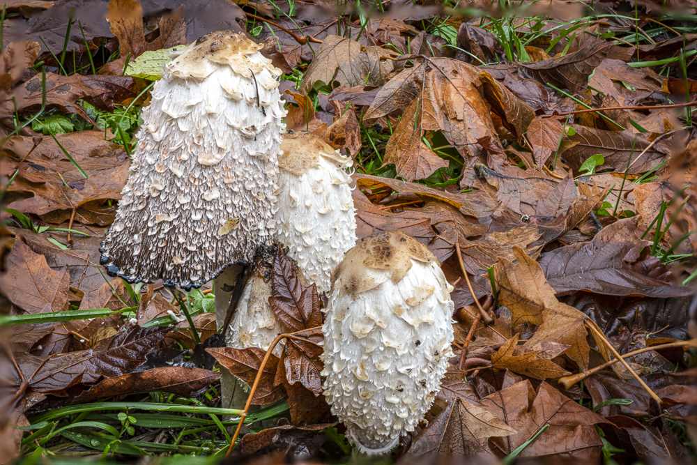 Shaggy Mane mushrooms