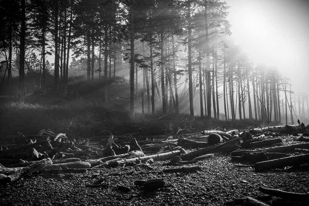 Morning sun rays through the Morning fog in the Olympic National Park on the Washington Coast.  Black and White