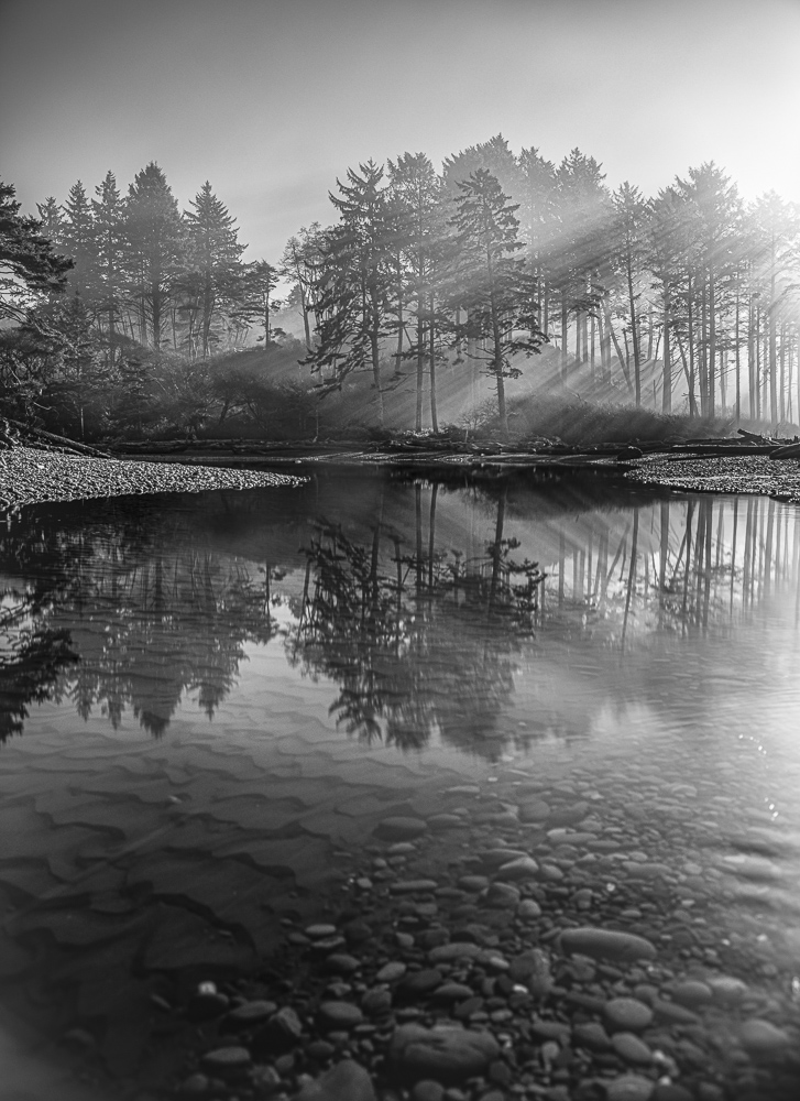 Morning sun rays through the Morning fog reflected on Cedar Creek, Olympic National Park on the Washington Coast..  Black and White