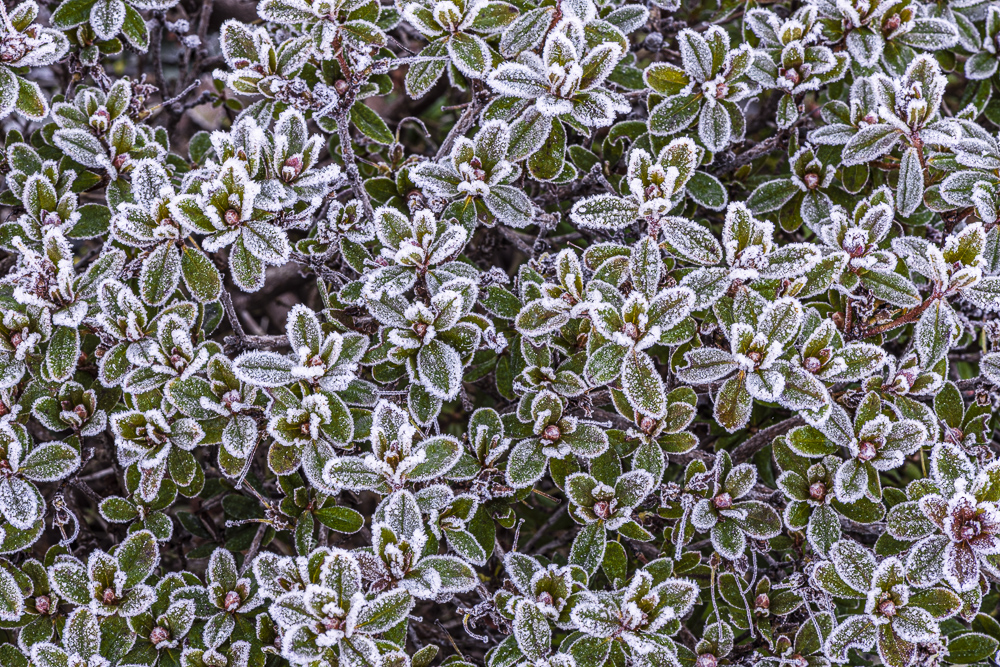 Frost on the leaves of a miniature Rhododendron.
