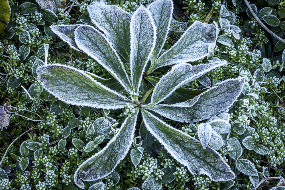 Frost on Hellebore leaves