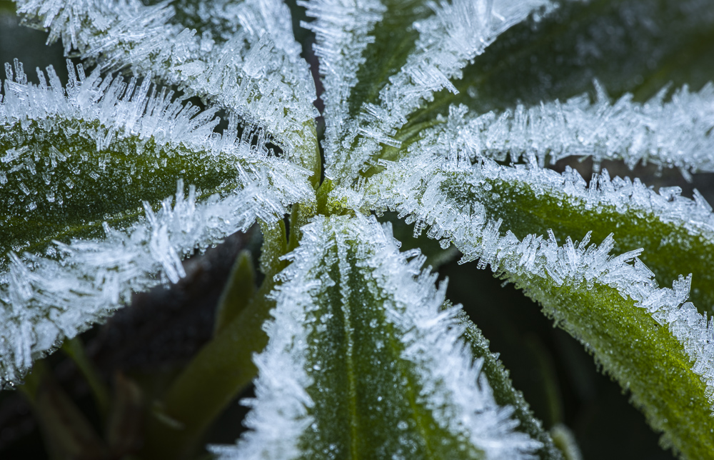 Ice crystals on the leaves of a Hellobore plant