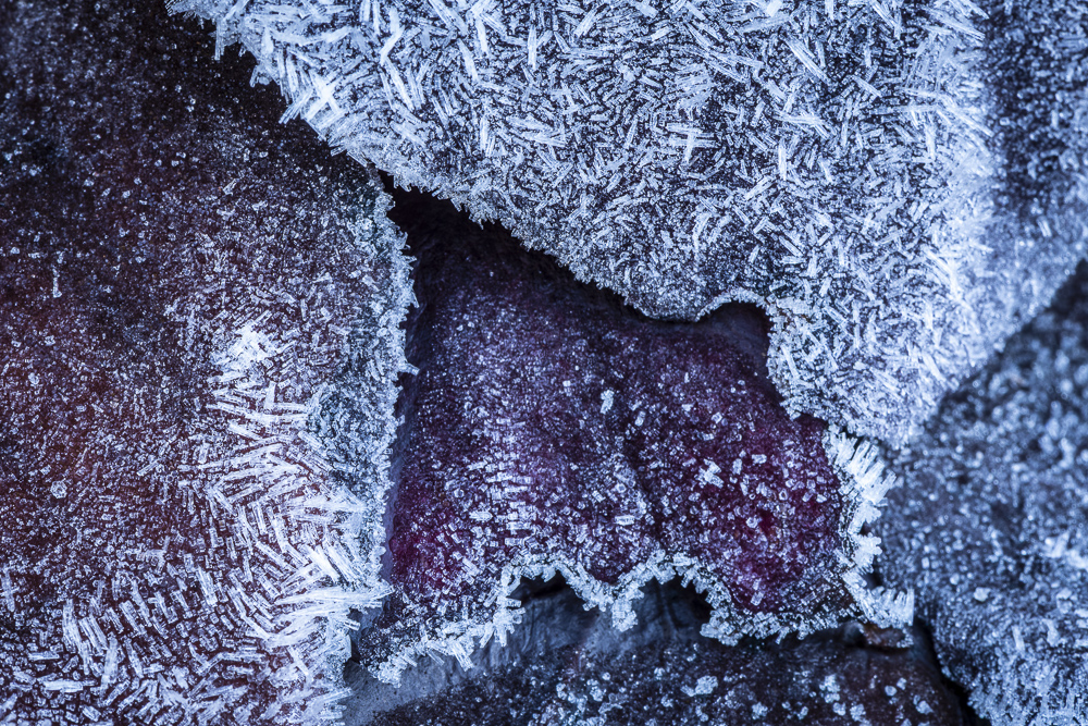 Ice crystals on leaves