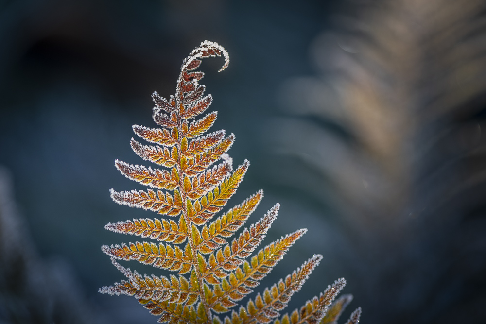 Detail of a Frosted Sword Fern