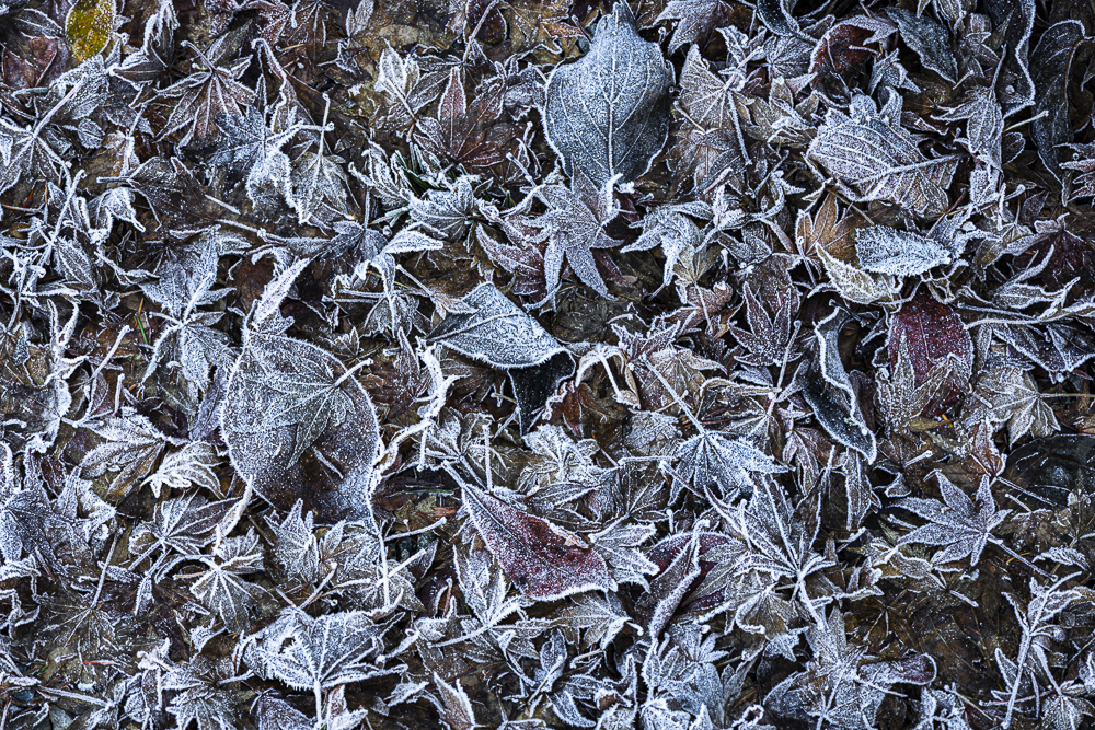 Frost coated fallen leaves