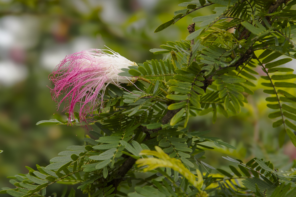 A wonderful, but spent Surname powder puff flower, Australia