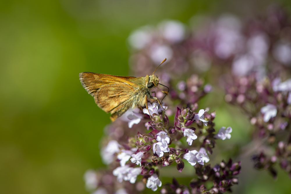 Ochlodes sylvanoides or Woodland Skipper Butterfly gathering nectar.  Olympia, Washington