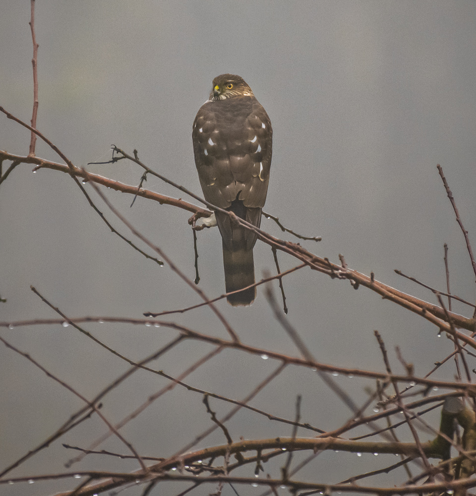 Sharp-Shinned Hawk, Olympia, Washington
