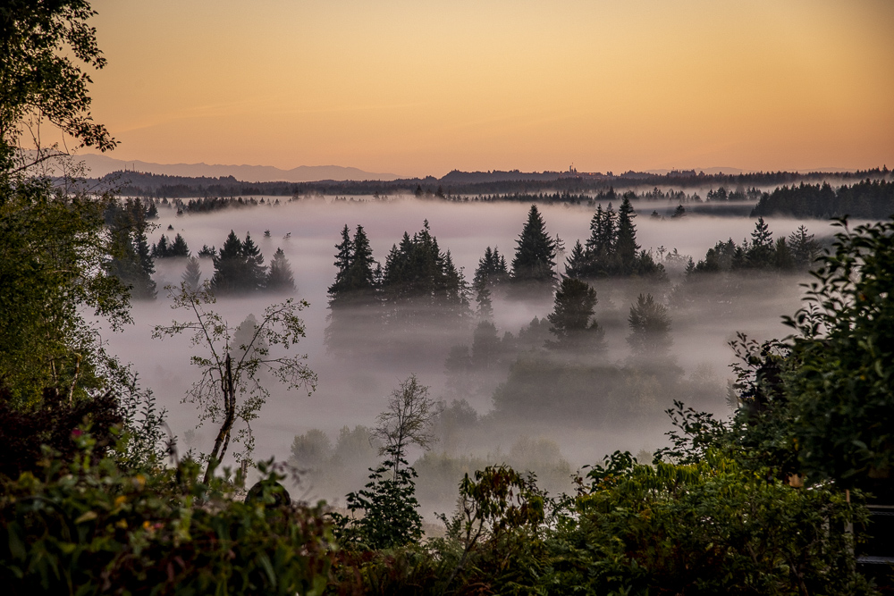 Fog amomg the trees at Sunrise in the Pacific Northwest.  Olympic Mountains in the background.