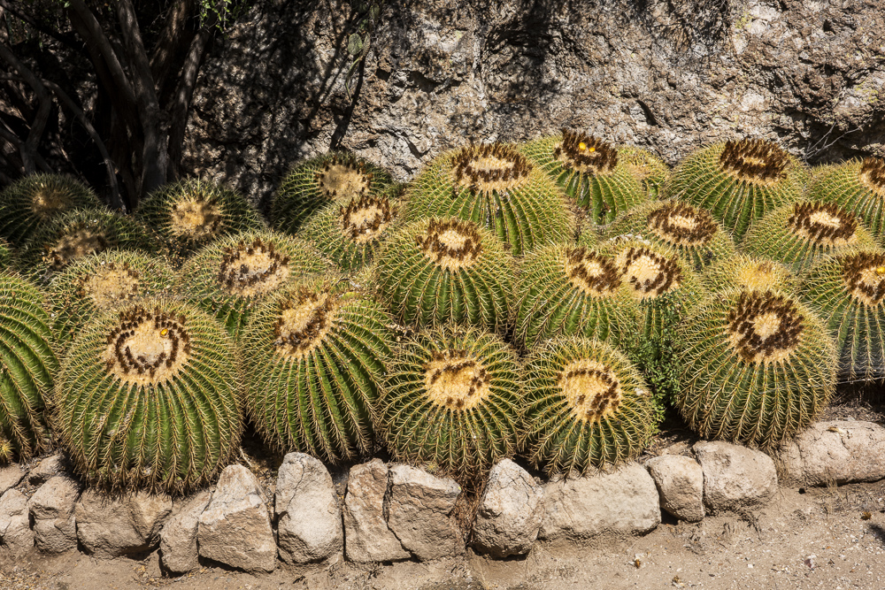 Cluster of Golden Barrel Cactus