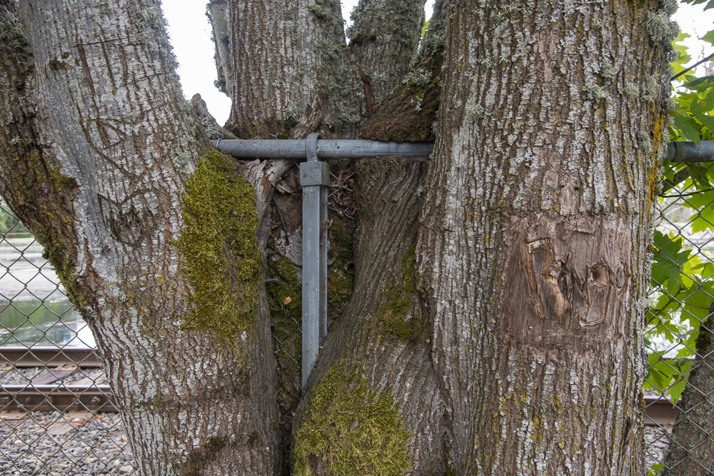 A very old fence post grown into an oak tree, Olympia, Washington