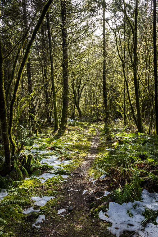 Patches of snow in the Rain Forest of the Olympic National Park, Washington