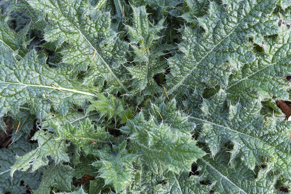 Detail of Thistle plant leaves