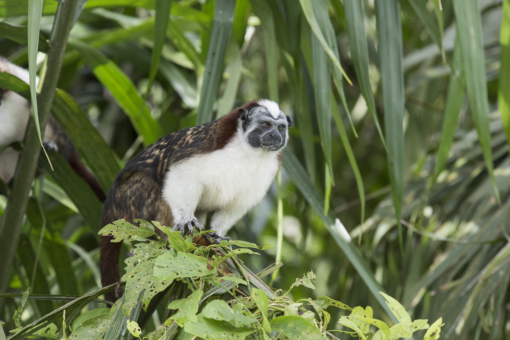 A Tamarin Monkey on an island in the Gatun Lake part of the Panama Canal