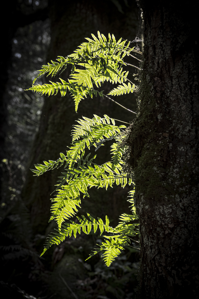 Sword Ferns taking up residence on the bark of a cedar tree in Western Washington