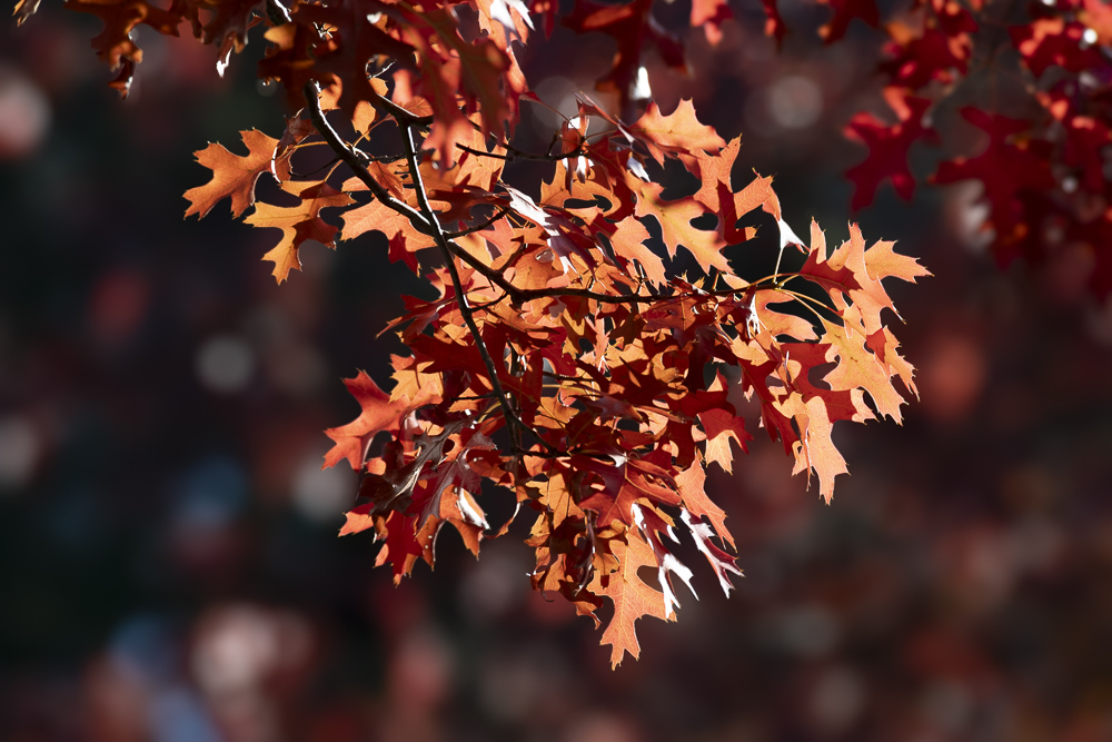 Maple leaves in Fall colors