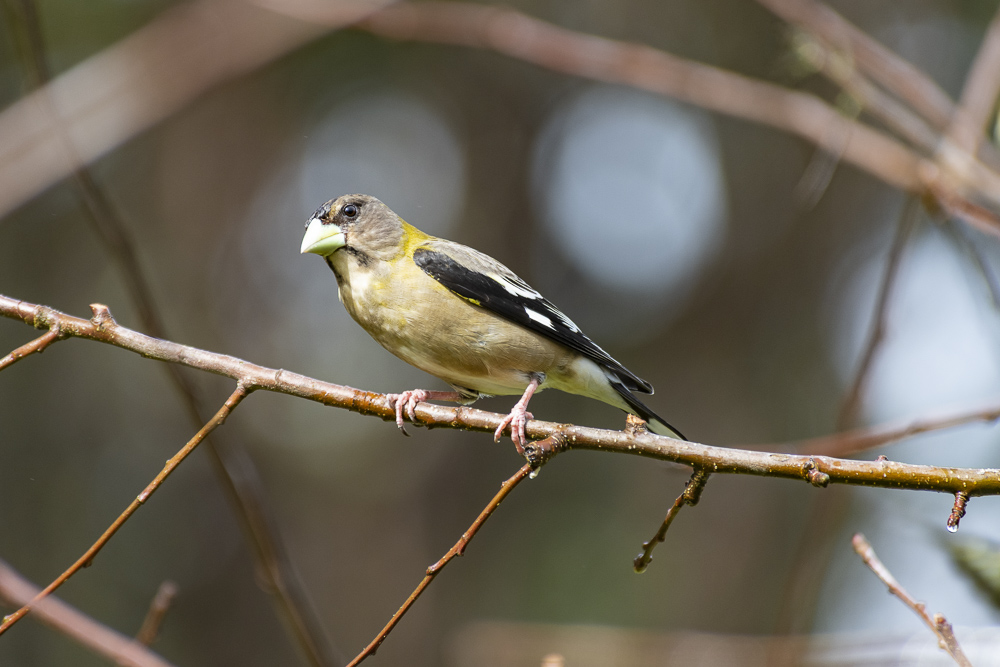 A female Evening Grosbeak, Western Washington