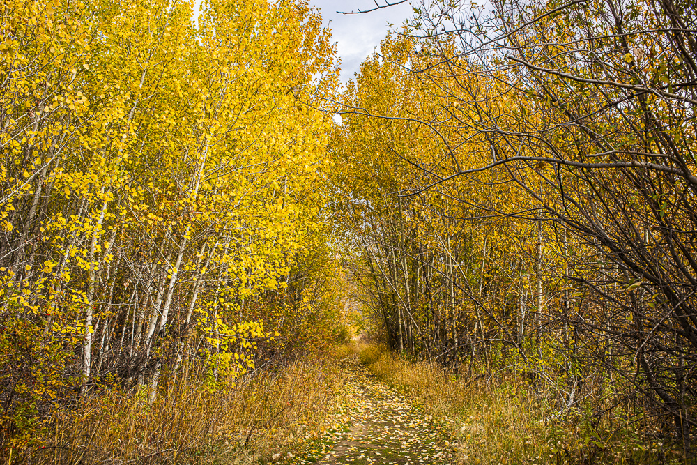 Poplar and Oak trees in Fall colors in the Tieton River valley near Nachez, Washington
