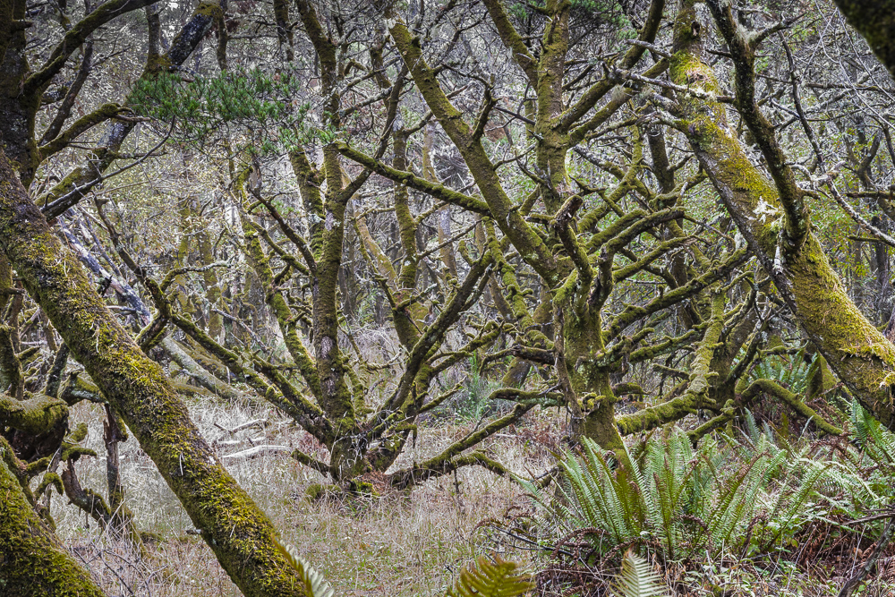 Crazy moss covered  trees in the Oregon coastal rainforest.
