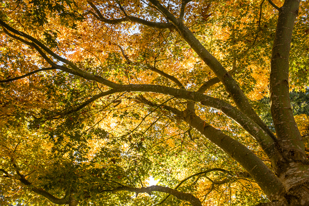 The sun shining through Maple tree leaves in full Fall colors,
