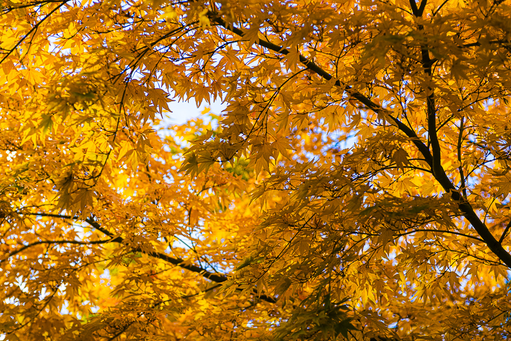 Yellow leaves in Fall colors on an ornamental maple tree.