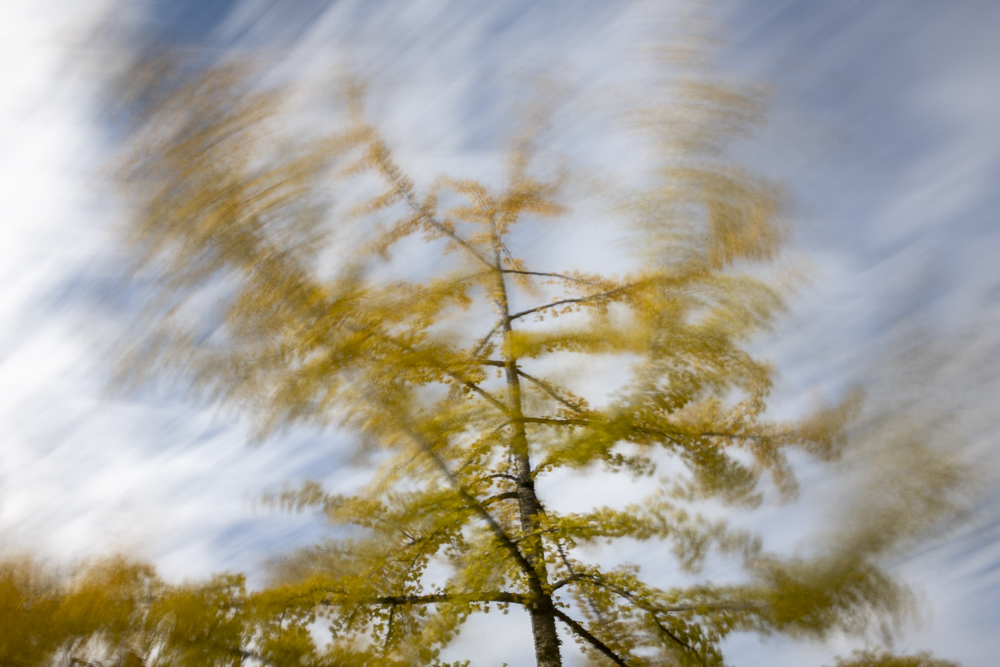 Ginko Tree on a windy day