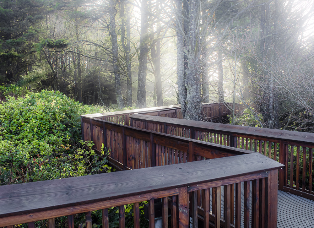 Sun light through morning fog, Bell's View Trail, Cape Disapointment, Washington