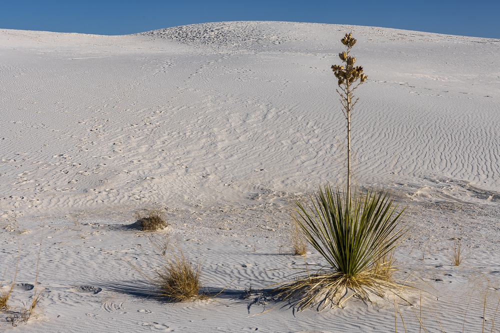 A Yucca plant surviving in the White Sands National Monument