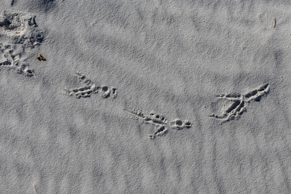 Bird Tracks on the sand at White Sands National Monument