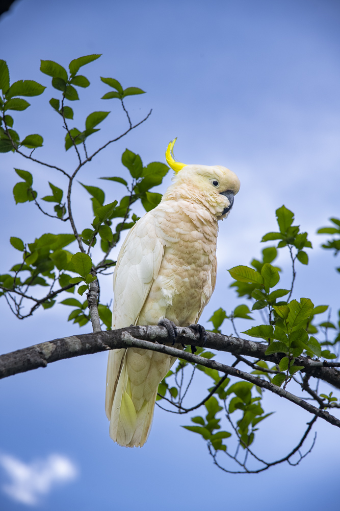 A Sulfer-Crested Cockatoo.  Katoomba, New south Wales, Australia