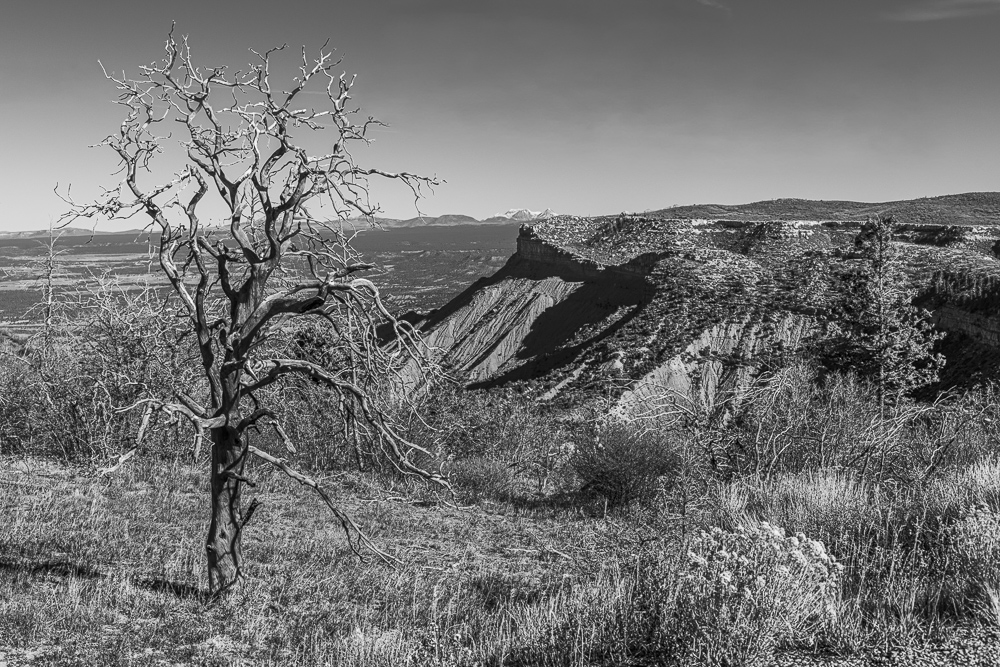 Black and White of old tree in the Mesa Verde National Park, Colorado