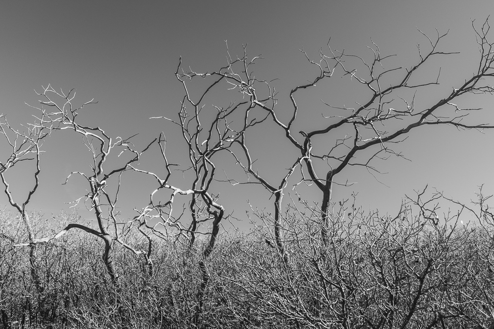 Monochrome of trees in the Mesa Verde National Park, Colorado