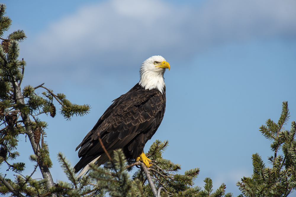 A perched Bald Eagle, Fort Flagler Historical State Park, Washington
