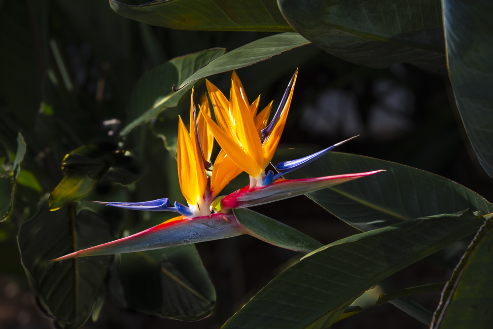 Bird of Paradise flower, Hamilton Island, Australia