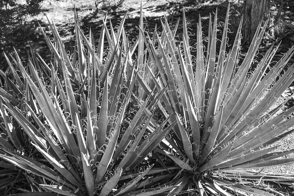 Texture of yucca plant. Mesa Verde National Park, Colorado