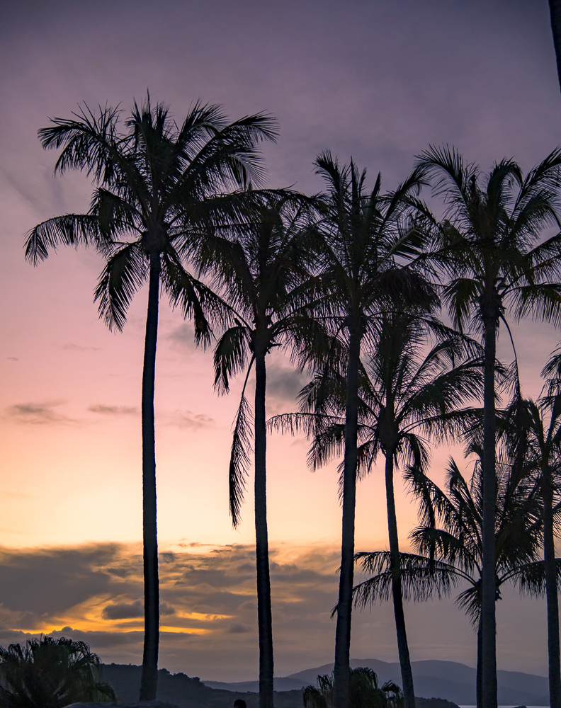 Silhouetted palm trees against a sunset on Hamilton Island, Queensland, Australia