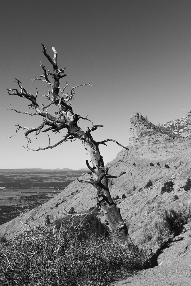 Monochrome of trees in the Mesa Verde National Park, Colorado