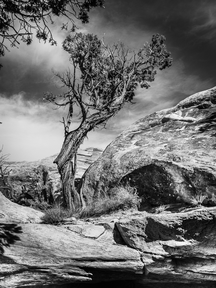 A twisted and gnarled Juniper tree in the Canyonlands National Park, Utah.  Black and White