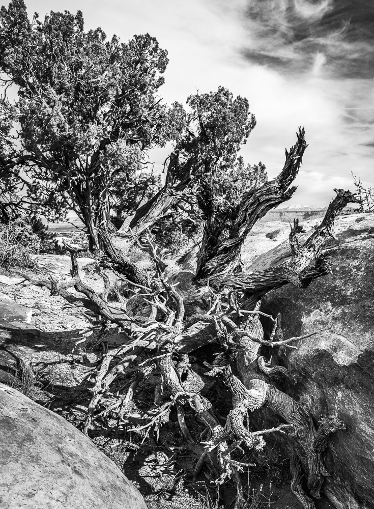 A twisted and gnarled Juniper tree in the Canyonlands National Park, Utah.  Black and White