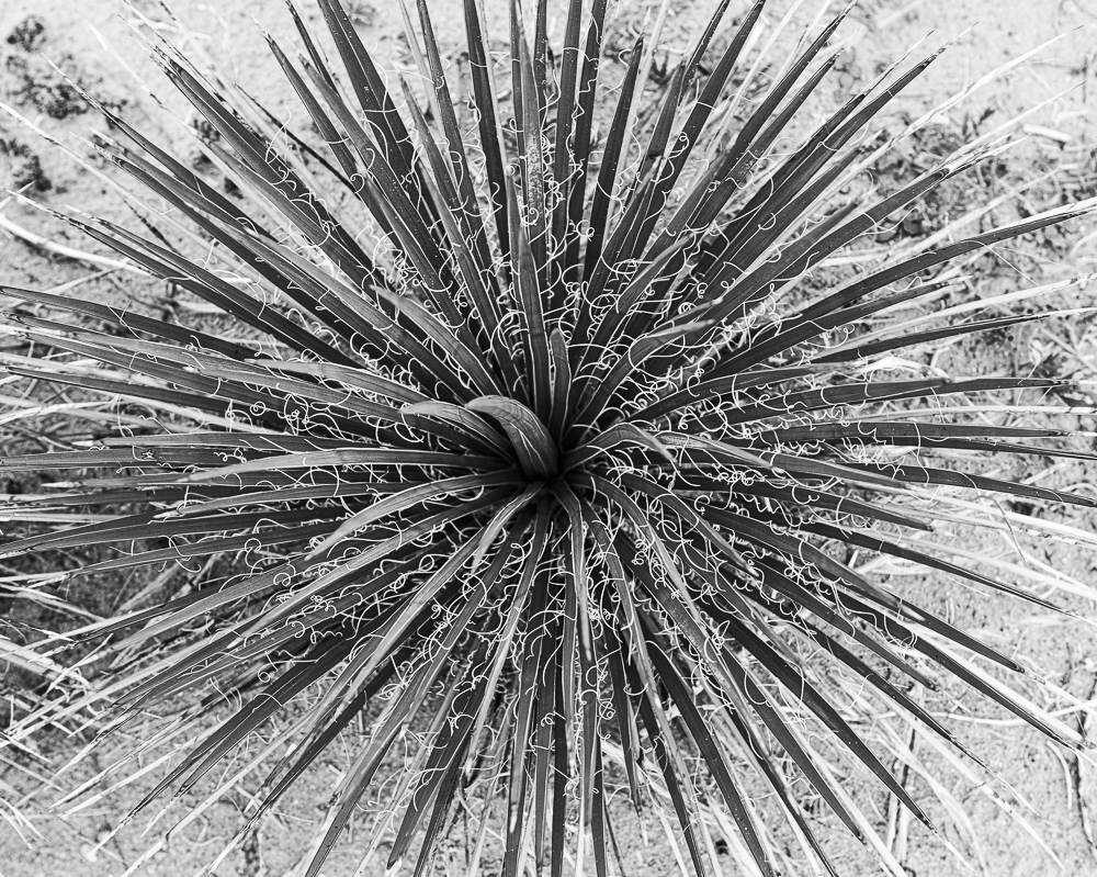 Texture of yucca plant. Canyonlands National Park, Utah