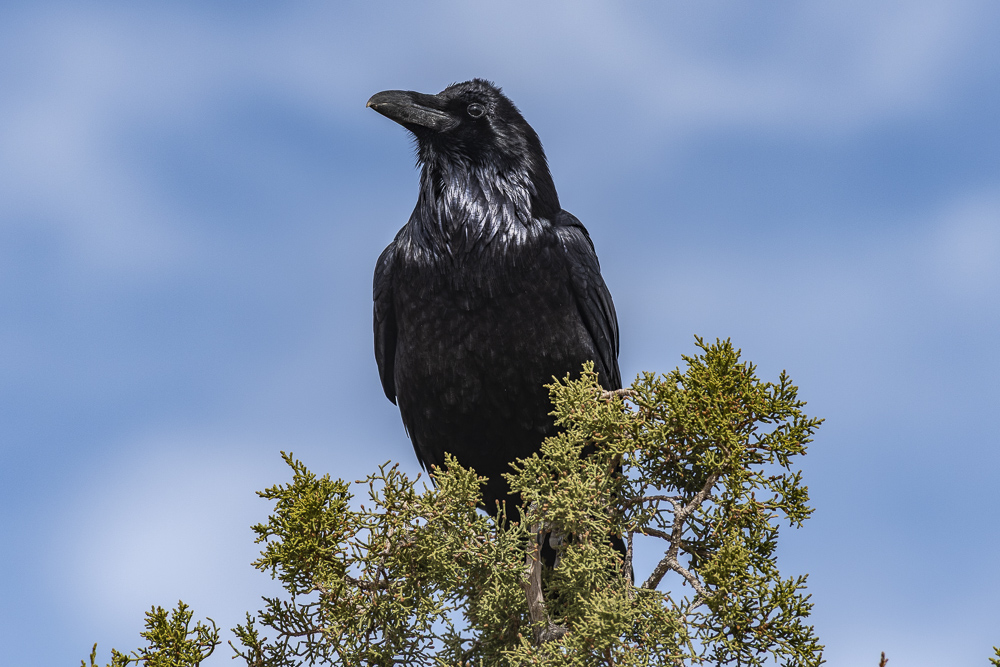 A Raven up Close.  Canyonlands National Park, Utah