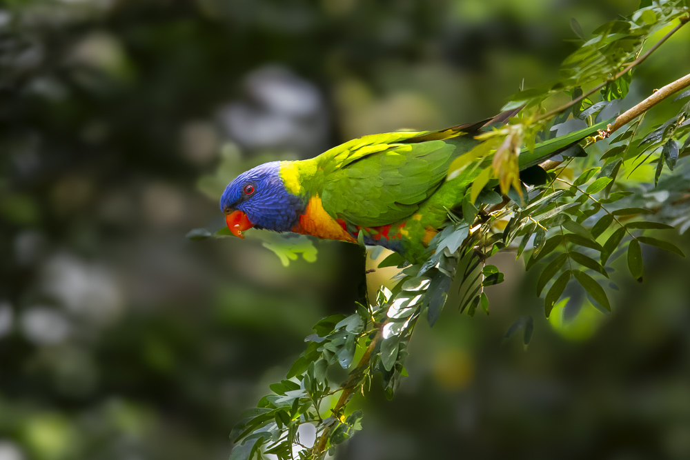 Rainbow Lorikeet Atherton Tablelands, Queensland, Australia