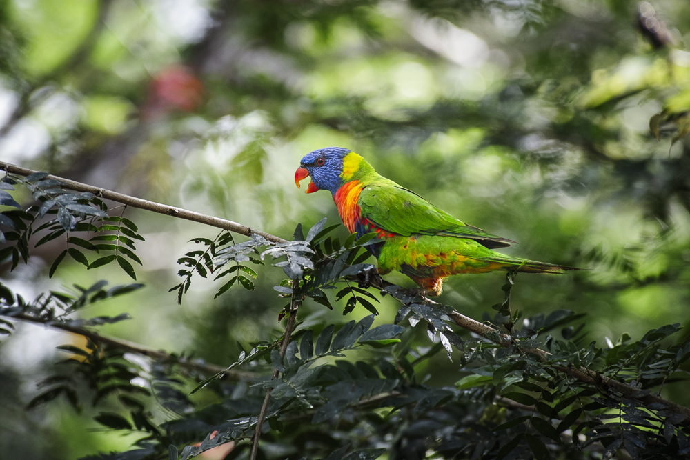 Rainbow Lorikeet Atherton Tablelands, Queensland, Australia