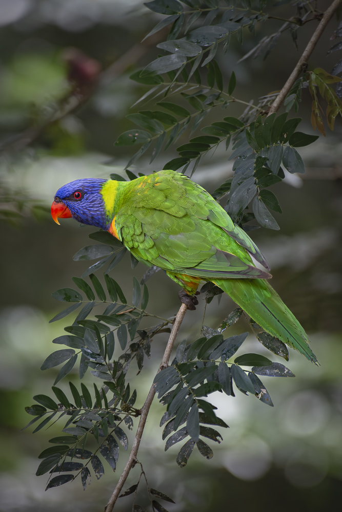 Rainbow Lorikeet found in the Atherton Tablelands, Queensland, Australia