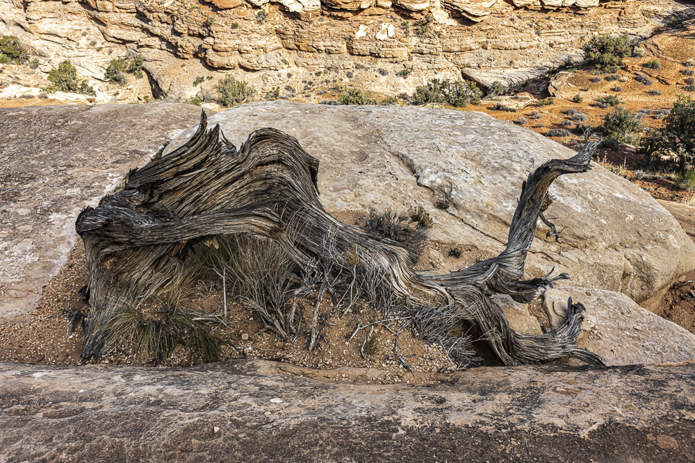 A twisted and gnarled Juniper tree in the Canyonlands National Park, Utah.