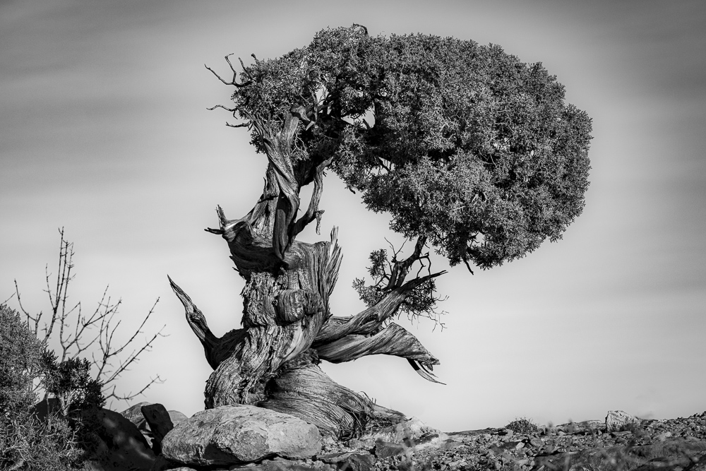 A very old and twisted Juniper tree in the Canyonlands National Park, Utah.  Black and White