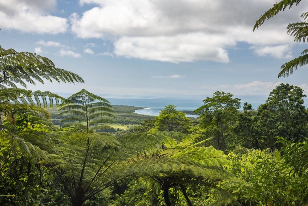 A view through the rainforest jungle from Cape Tribulation Road in the Daintree Rainforest, Queensland, Australia